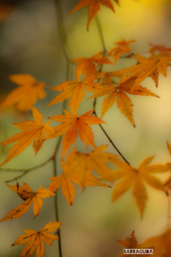 こども植物園の紅葉③