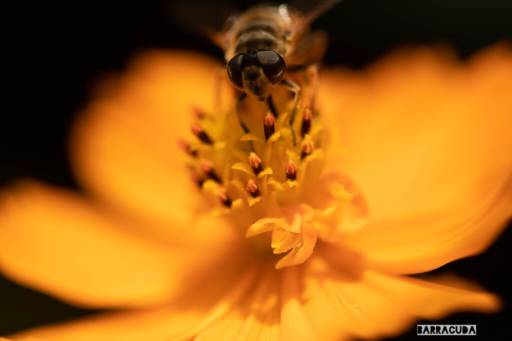 晩夏の花たち③