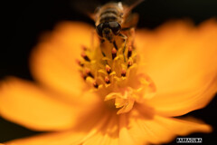 晩夏の花たち③
