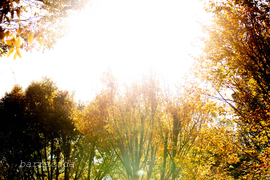 駒沢公園散策【前半】⑦