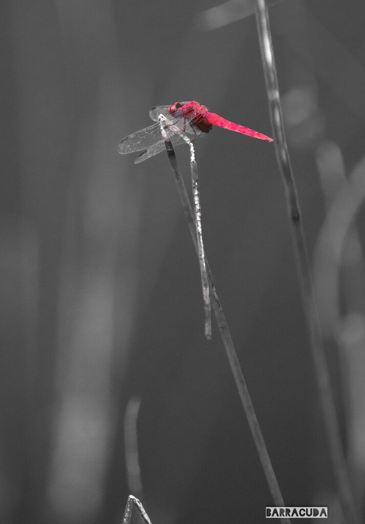 久良岐公園の続き③