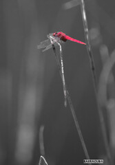 久良岐公園の続き③