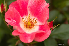 代々木公園バラの園⑤