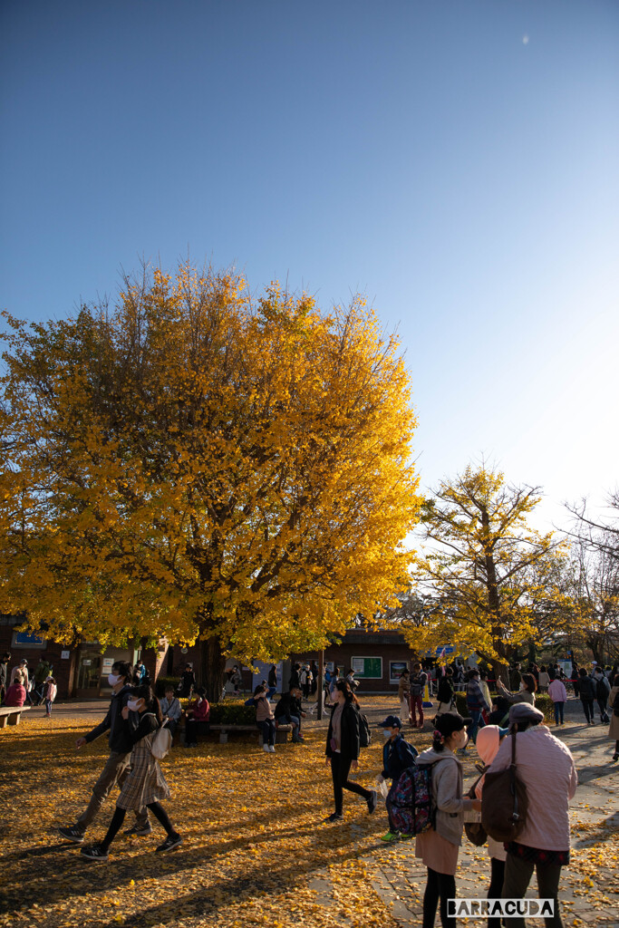 昭和記念公園⑩