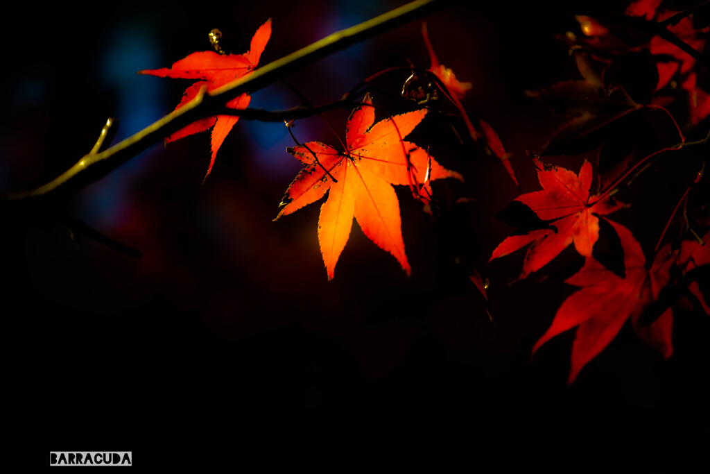 モミジのともしび