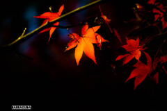 モミジのともしび