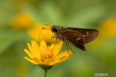久しぶりのこども植物園で見つけた虫たち②