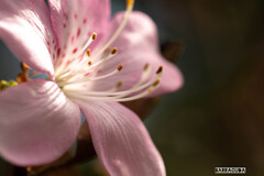 雨のこども植物園⑫