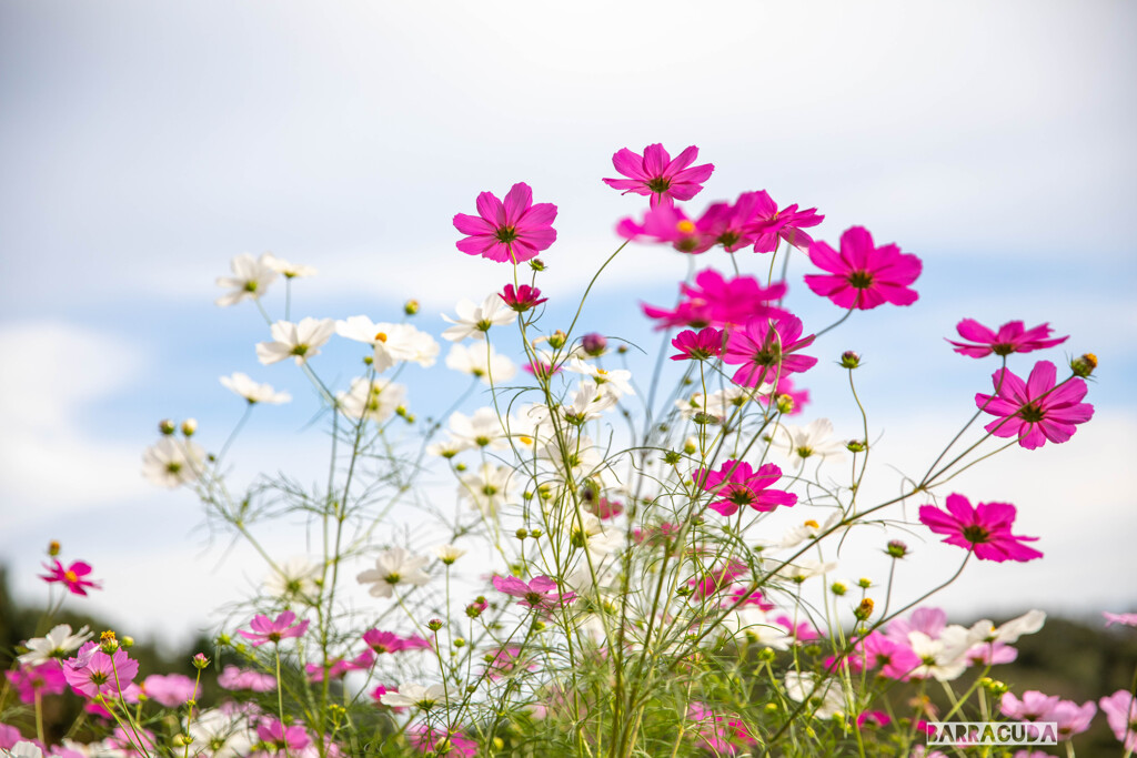 里山ガーデン⑤