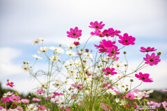 里山ガーデン⑤