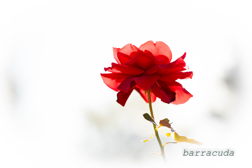 こども植物園ではやっぱりお花じゃないと⑥