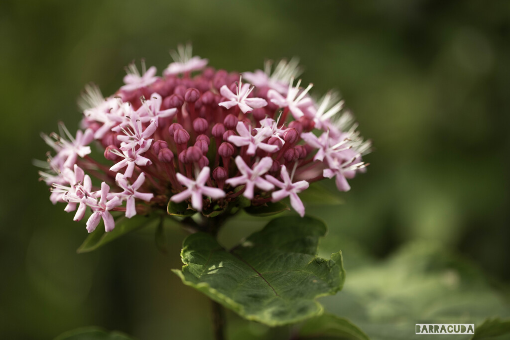 舎人(とねり)公園③