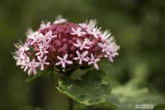 舎人(とねり)公園③