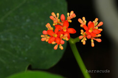 おもしろいからあげてみました!③