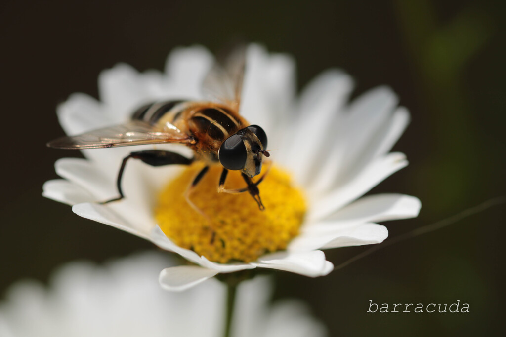無視できない虫シリーズ②