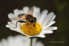 無視できない虫シリーズ②