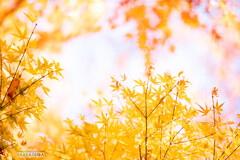 こども植物園の紅葉⑦