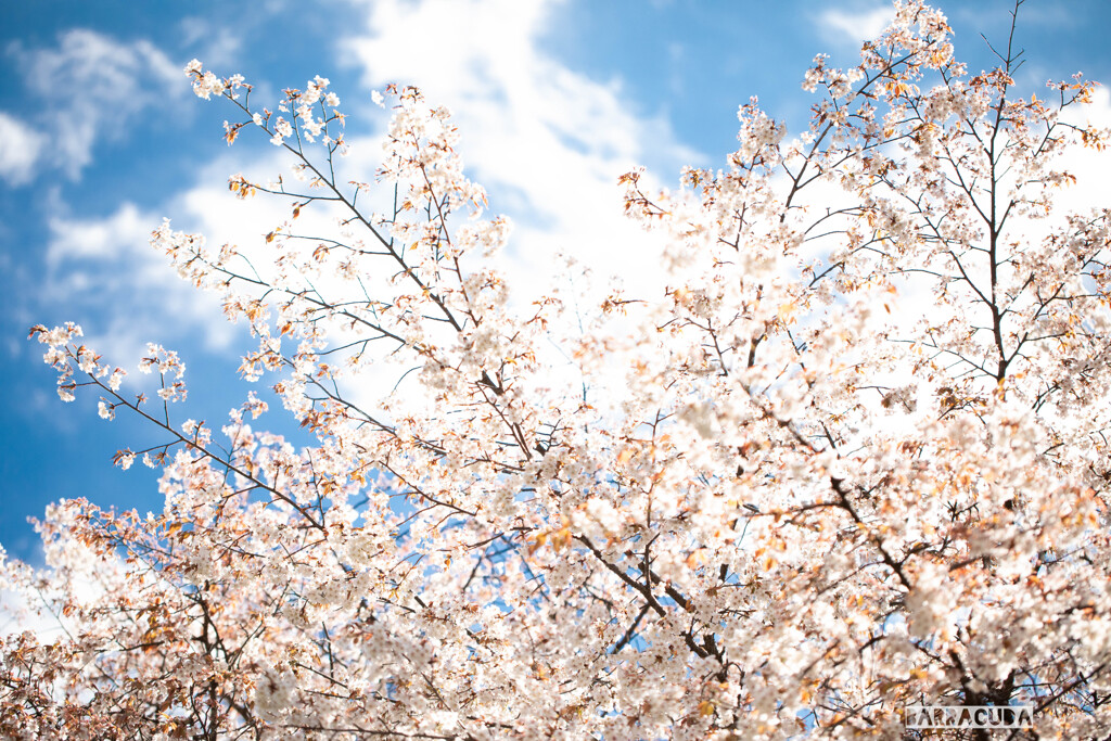 こども植物園での桜