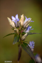 舞岡の秋の仲間⑤