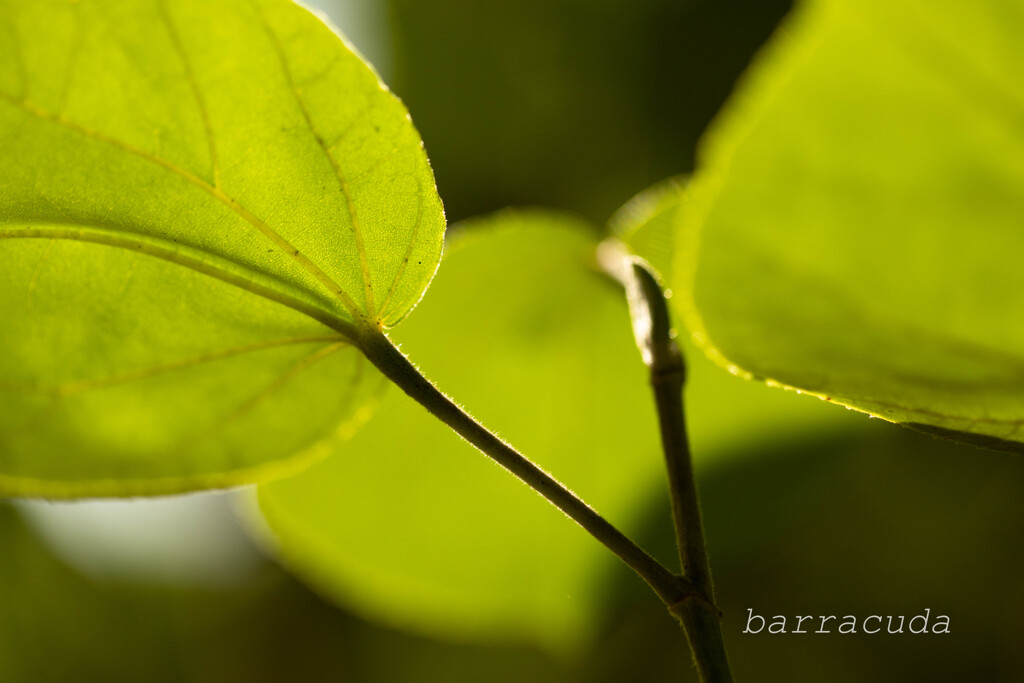 魅力的な葉っぱたち⑥