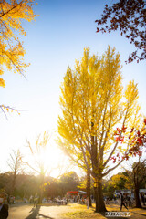 昭和記念公園④