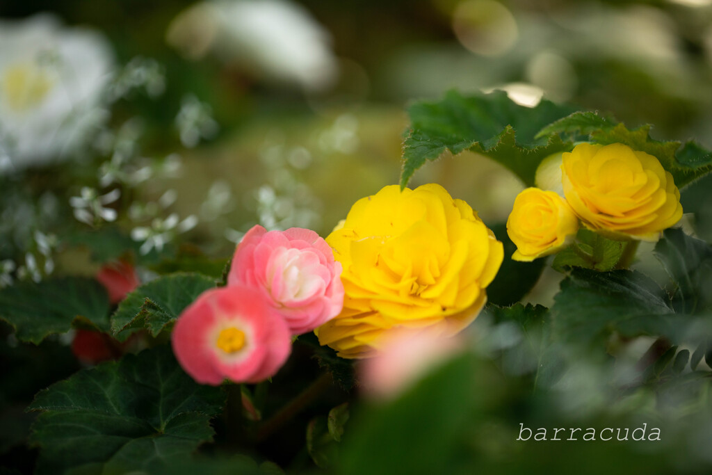 花壇のひととき