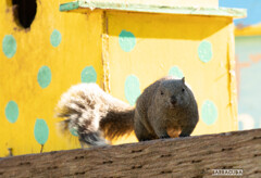 薬師池公園とリス園⑦　微笑むリス
