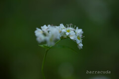 本牧山頂公園シリーズ