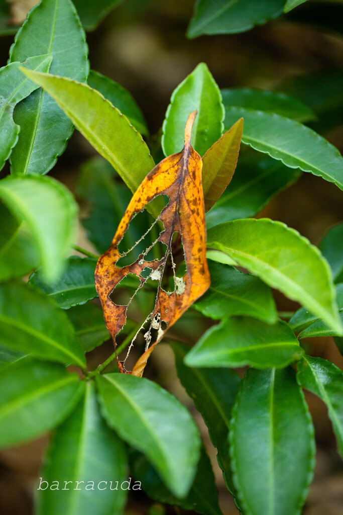 横浜こども植物園にて４