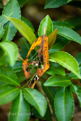 横浜こども植物園にて4