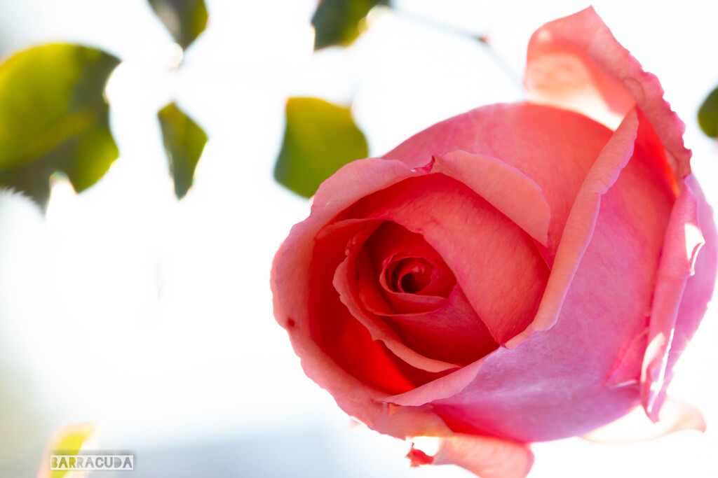 ハイキーな薔薇