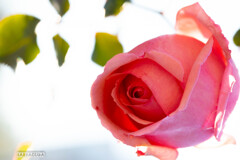 ハイキーな薔薇