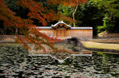 後楽園の紅葉③