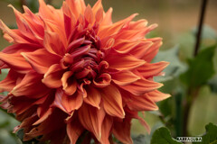 神代植物園・ダリア④