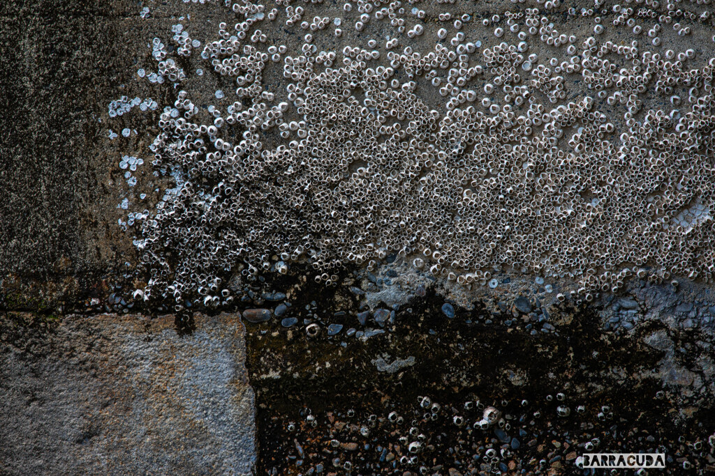 横十間川親水公園⑤　～ふじつぼ～