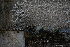 横十間川親水公園⑤ ~ふじつぼ~