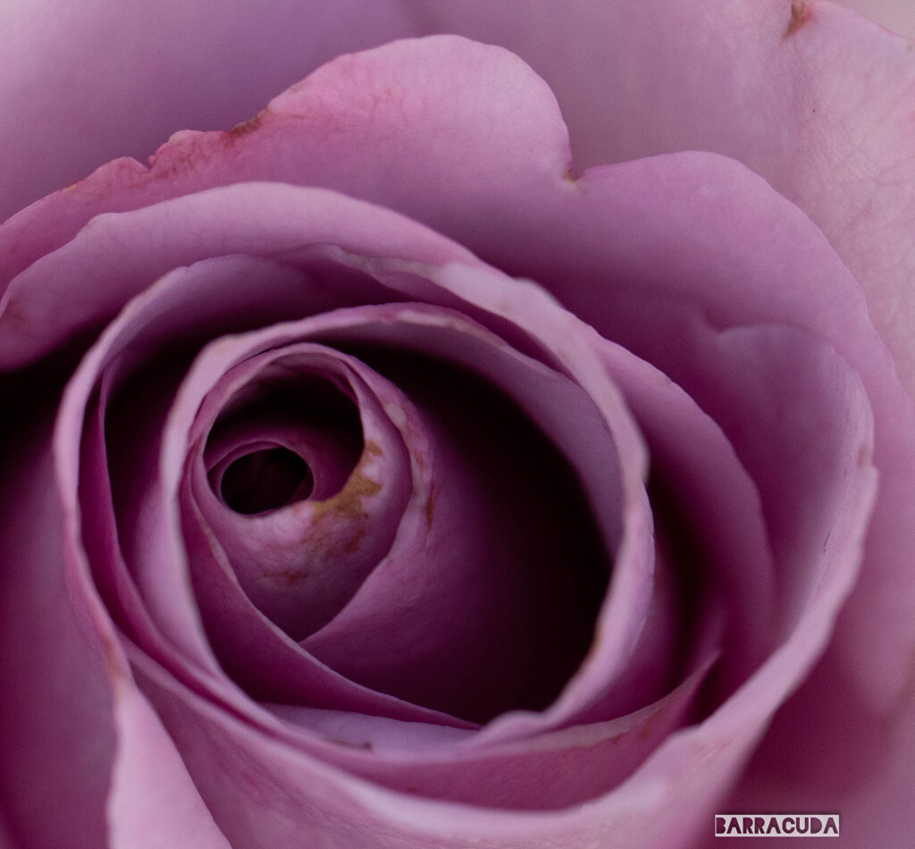 もうひとつの薔薇