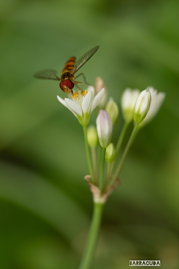 小さい秋を探しに⑩