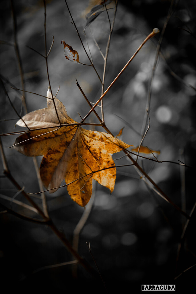 落ち葉になれないヤツデ