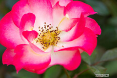 横浜イングリッシュガーデンにて⑤