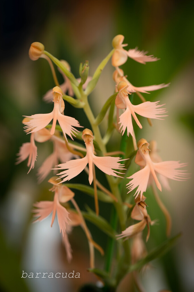 大船フラワーセンター⑨