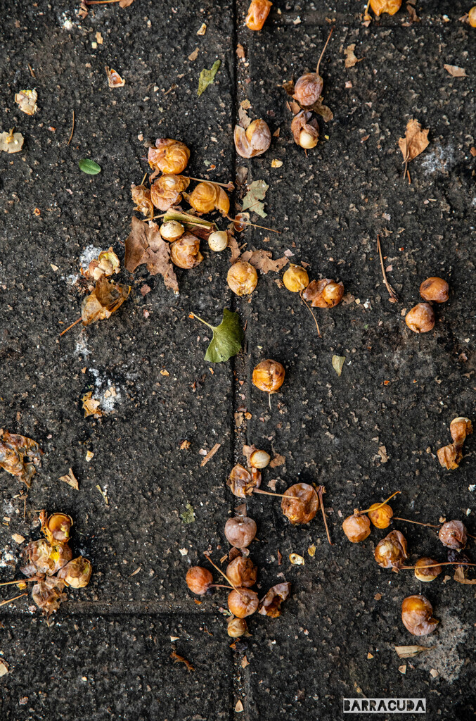 作品『銀杏の困難』