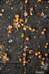 作品『銀杏の困難』