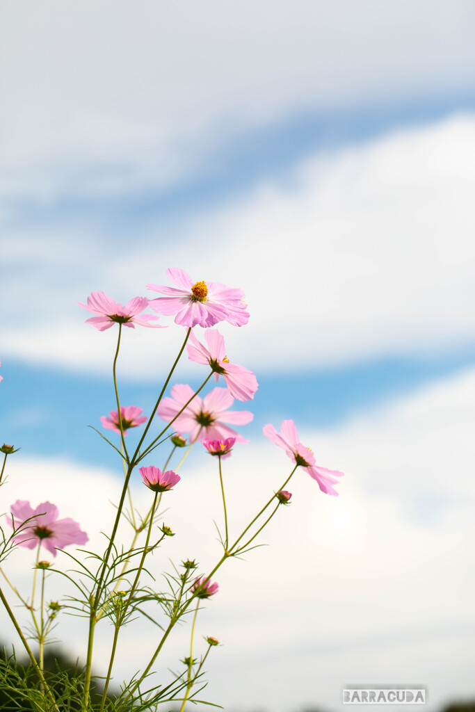 里山ガーデン⑥