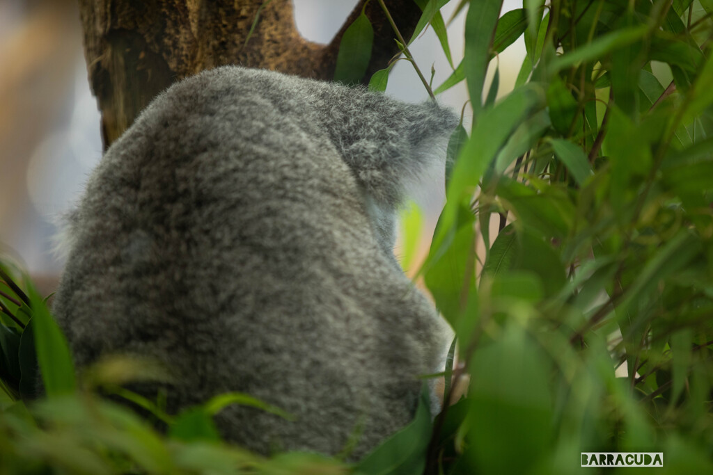 金沢動物園20200621⑤