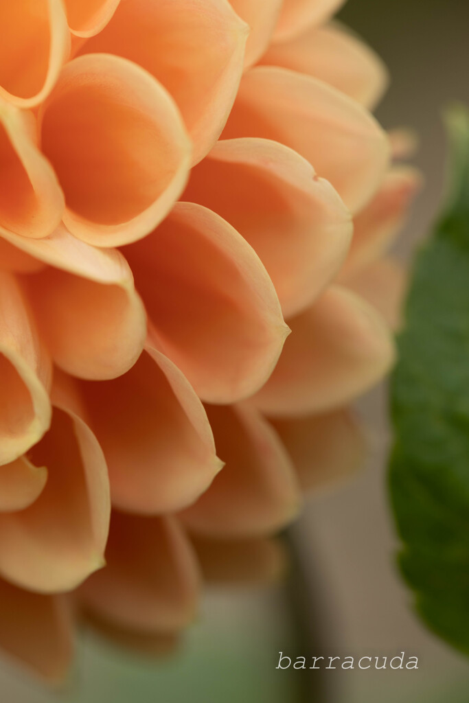 港が見える丘公園⑩