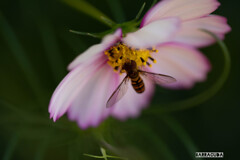 イングリッシュガーデンおまけ④