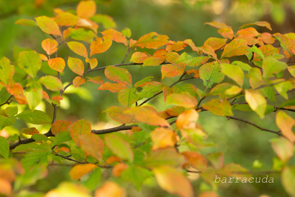 こども植物園で葉っぱの撮影③