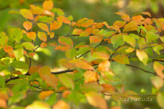 こども植物園で葉っぱの撮影③