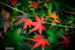 メタモルフォーシス<m(__)m>